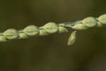 Florida paspalum